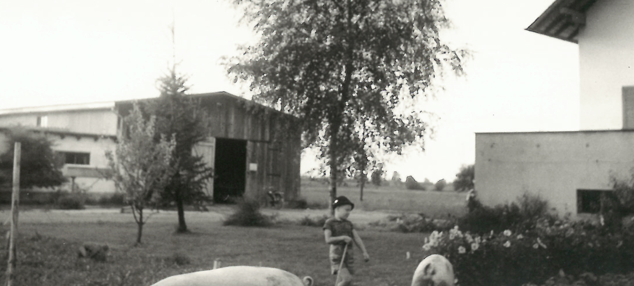 Schwarz-Weiß-Foto eines Jungen auf einem Bauernhof mit Schweinen, Bäumen, Blumenbeet und Stallgebäuden im Hintergrund