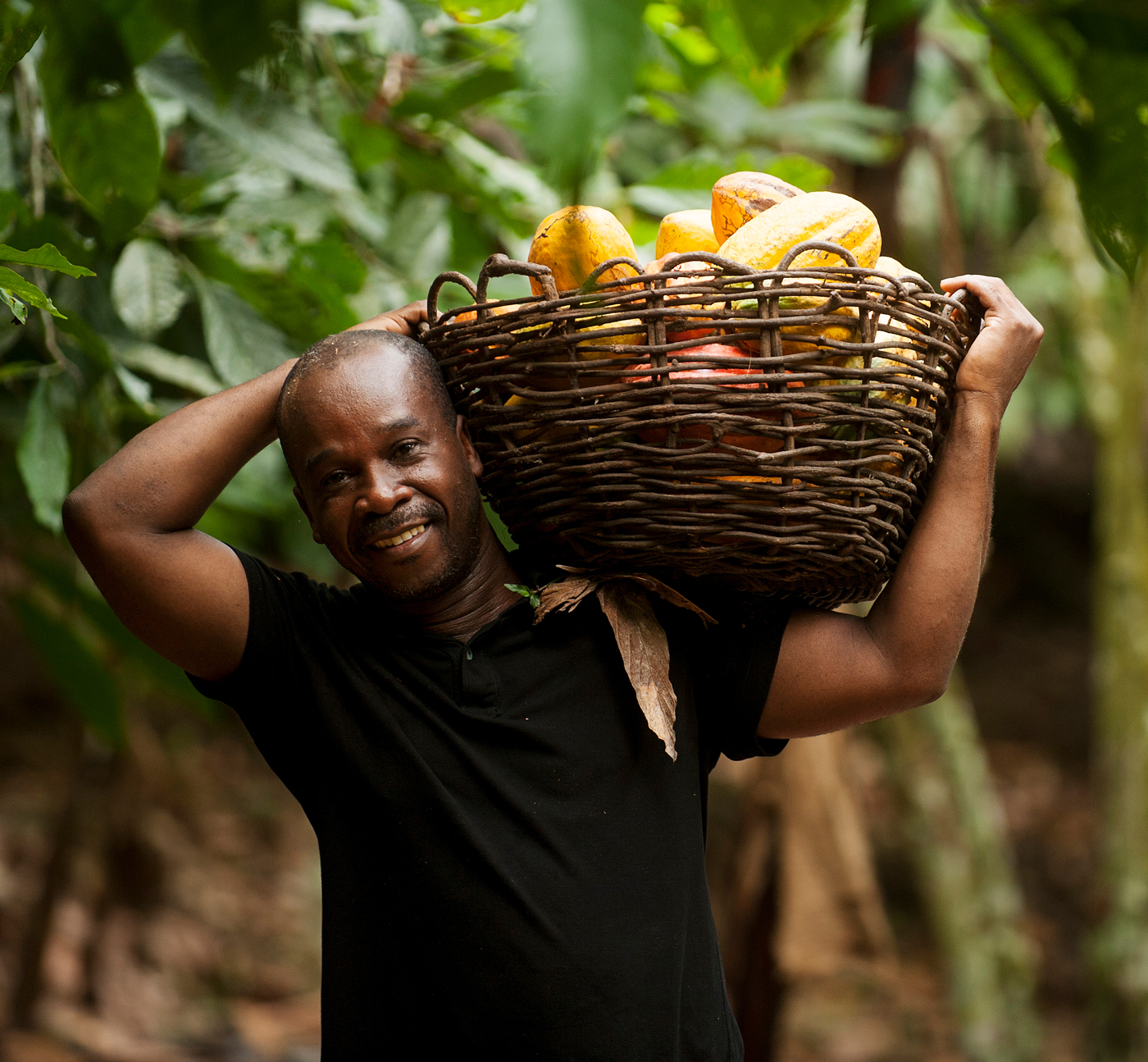 Cocoa farmer at work