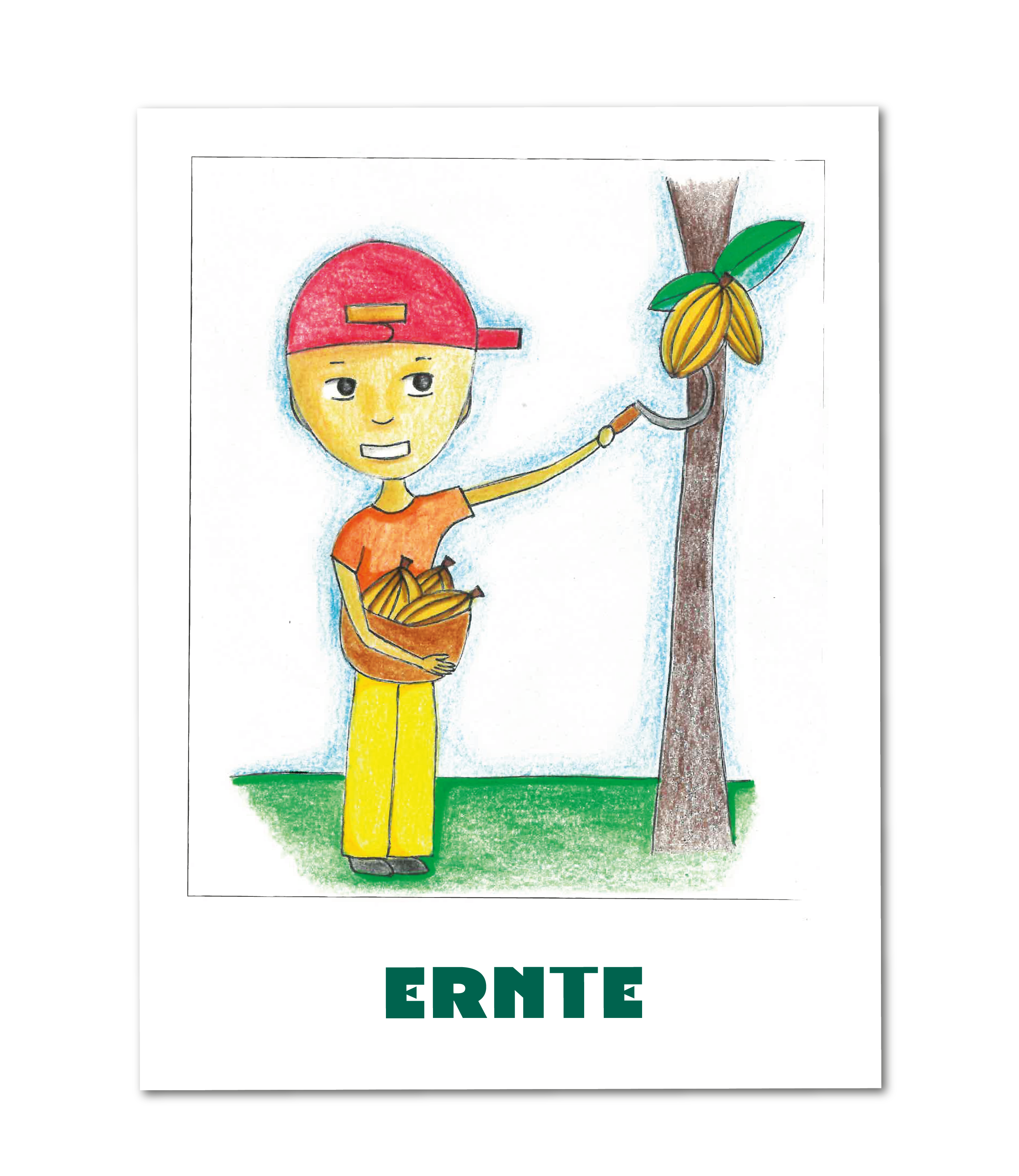 Juli erntet Kakaofr&uuml;chte vom Baum